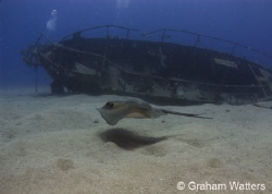 Stingray swimming by a wreck in Tenerife by Graham Watters 